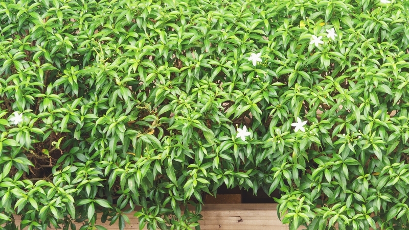 how to grow murrayas 3