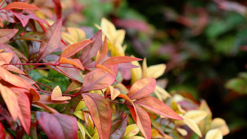 how to grow nandina 3