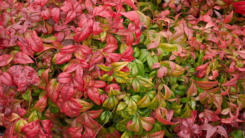 nandina domestica nana with red and green autumn foliage