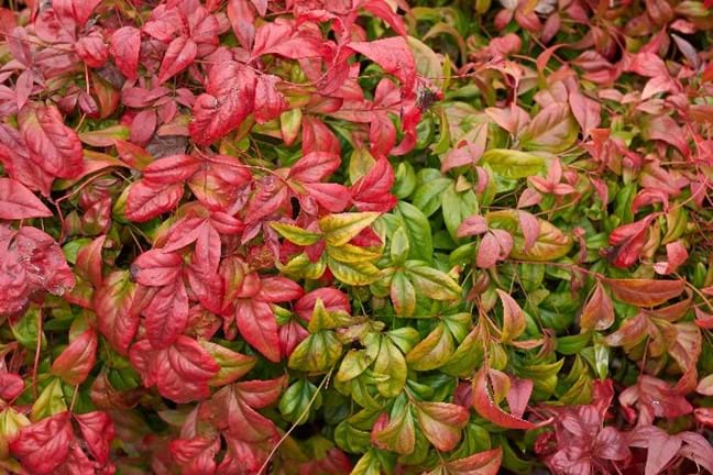 nandina domestica nana with red and green autumn foliage