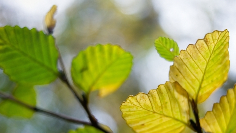 how to grow nothofagus 2