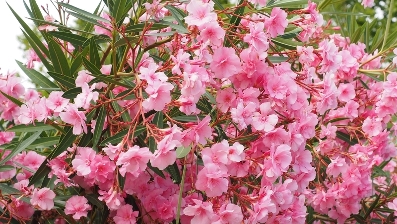 how to grow oleander 3