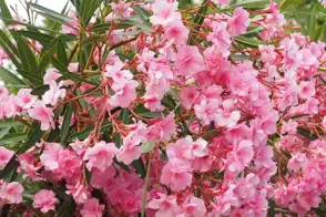 how to grow oleander 3