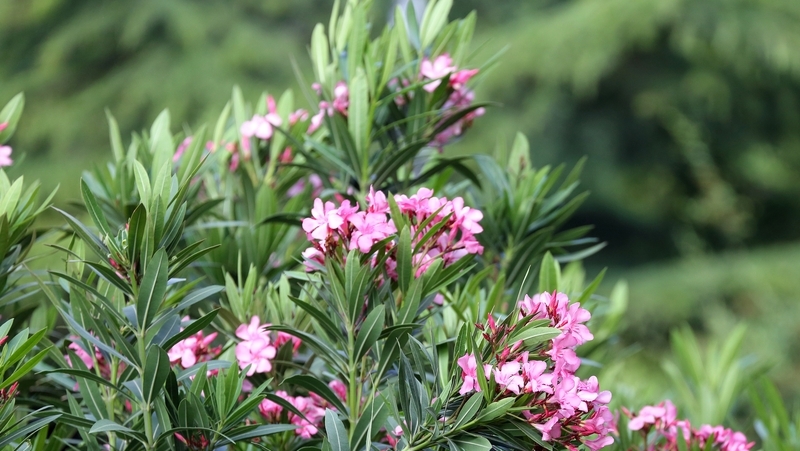 how to grow oleander 2