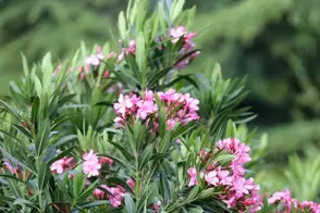 how to grow oleander 2