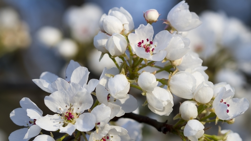 how to grow ornamental pear 2