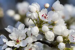 how to grow ornamental pear 2