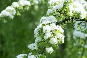 how to grow ornamental pear 3
