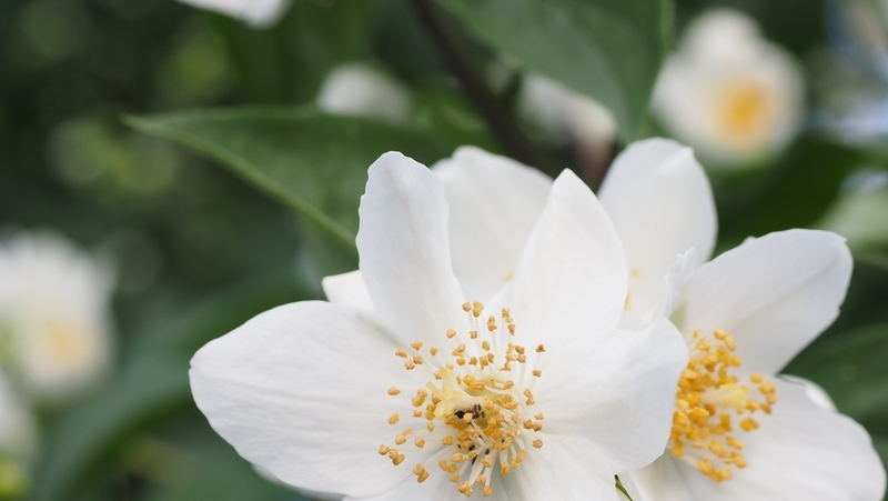 how to grow philadelphus 2