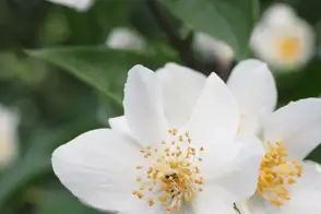 how to grow philadelphus 2