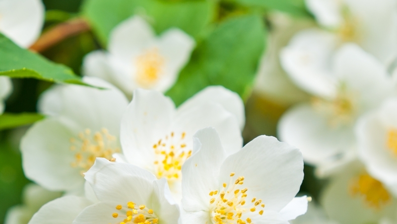 how to grow philadelphus 3