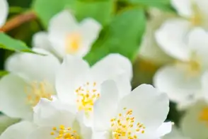 how to grow philadelphus 3