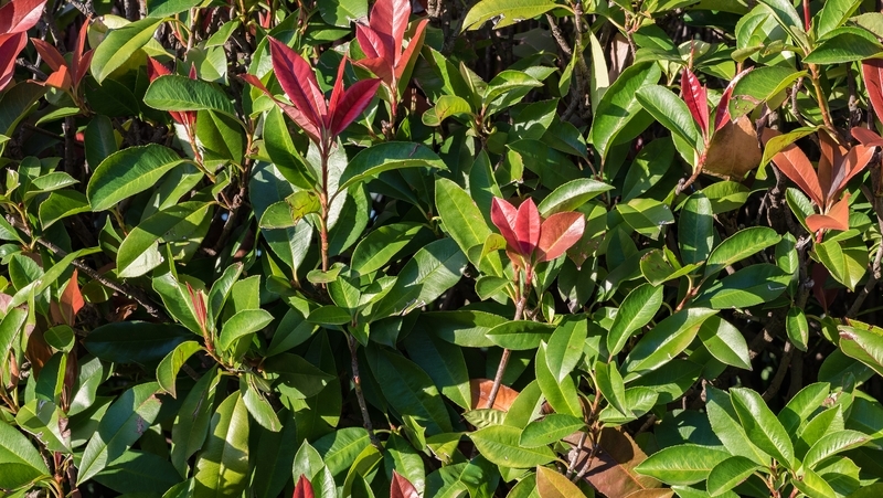 how to grow photinia 3