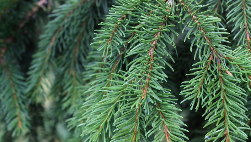 how to grow picea 2