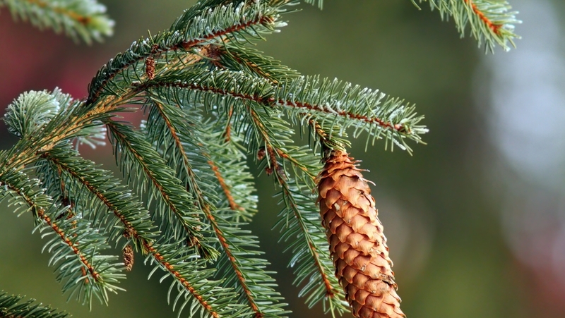 how to grow picea 3