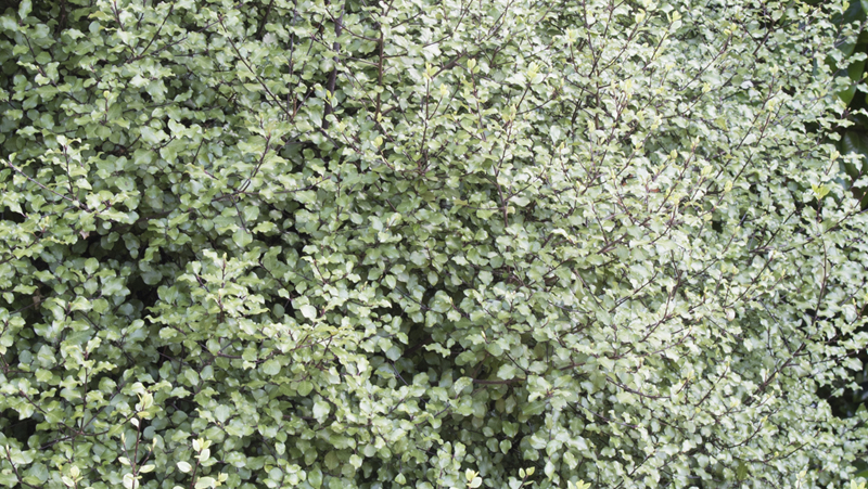 how to grow pittosporum 2