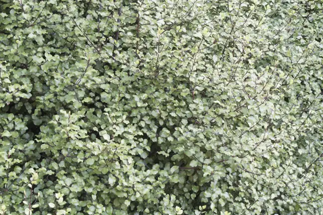how to grow pittosporum 2