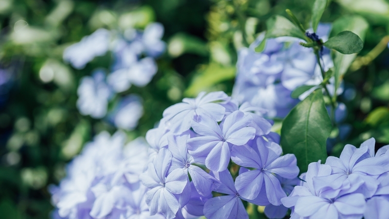 how to grow plumbago 2