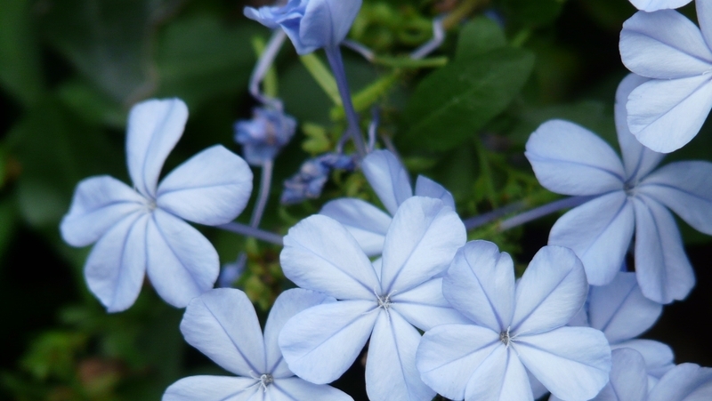 how to grow plumbago 3