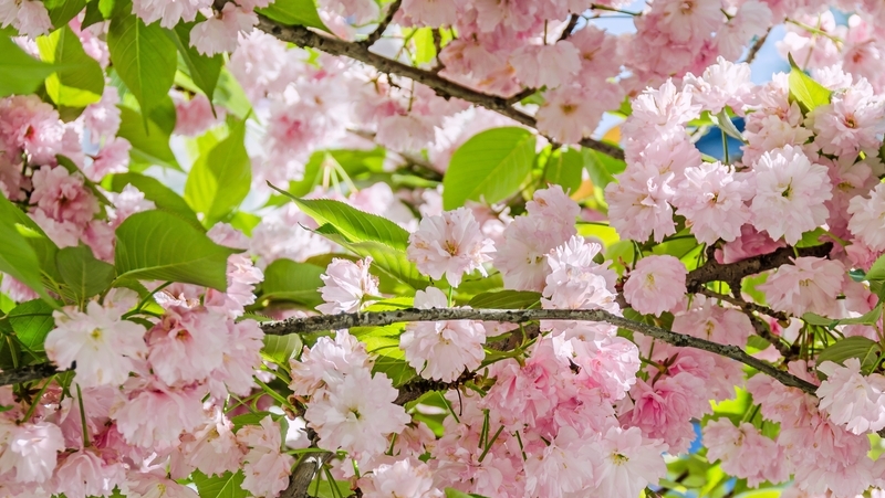 how to grow prunus 2