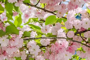 how to grow prunus 2
