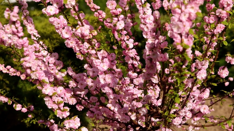 how to grow prunus 3