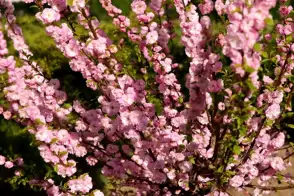 how to grow prunus 3