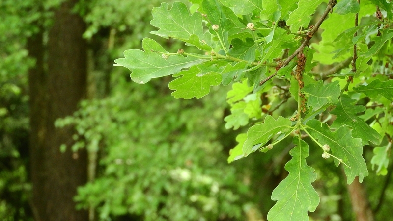 how to grow quercus 3