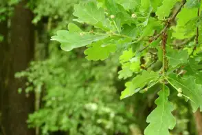 how to grow quercus 3