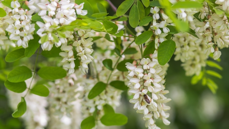 how to grow Robinia 2