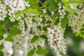 how to grow Robinia 2