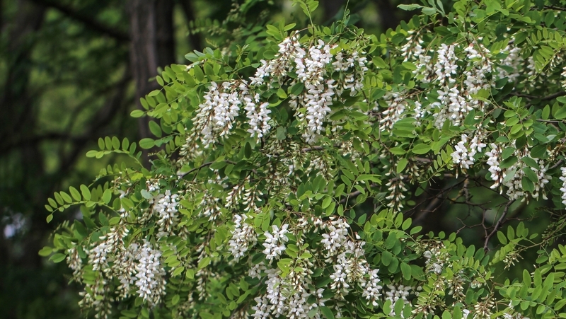 how to grow Robinia 3