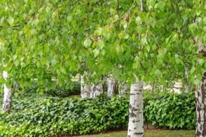 how to grow silver birch 3