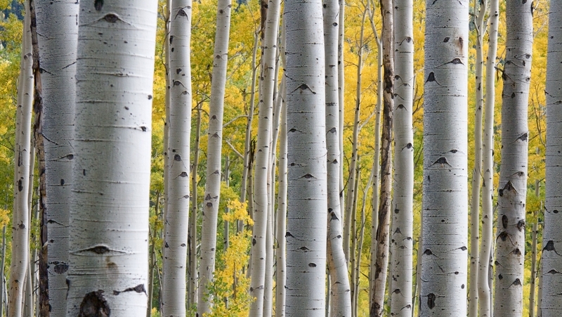 how to grow silver birch 2