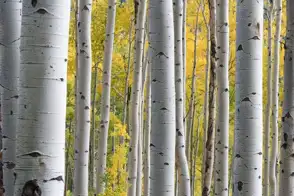 how to grow silver birch 2