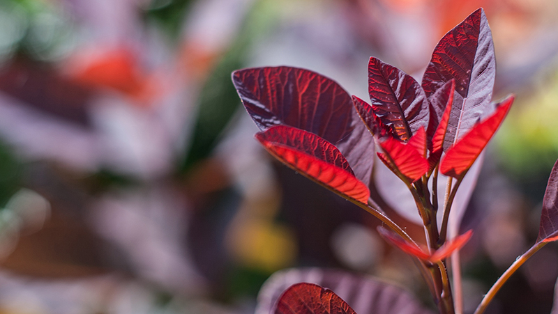 how to grow smoke bush 2