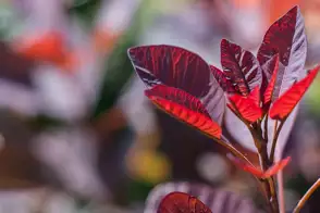 how to grow smoke bush 2