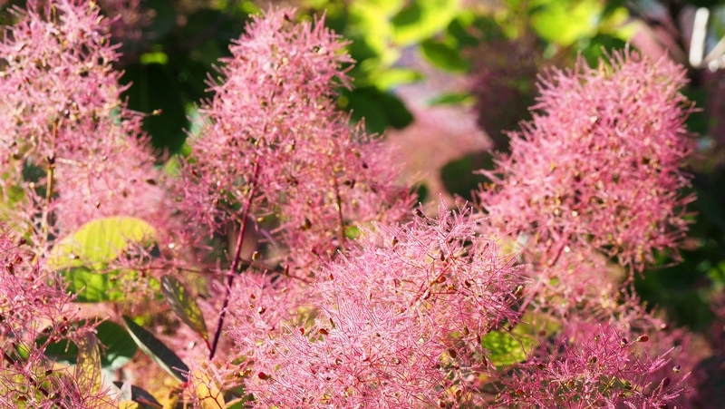how to grow smoke bush 3
