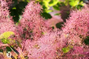 how to grow smoke bush 3