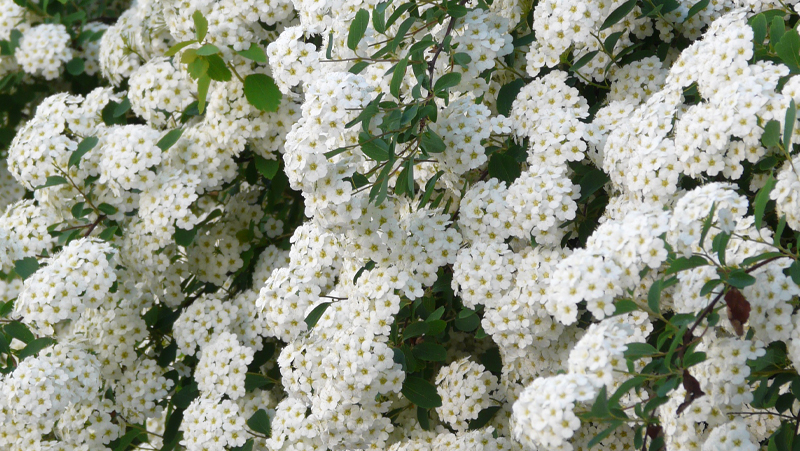 how to grow spiraea 2
