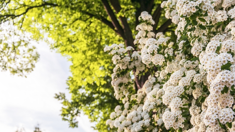 how to grow spiraea 3