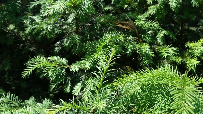 how to grow taxus 2