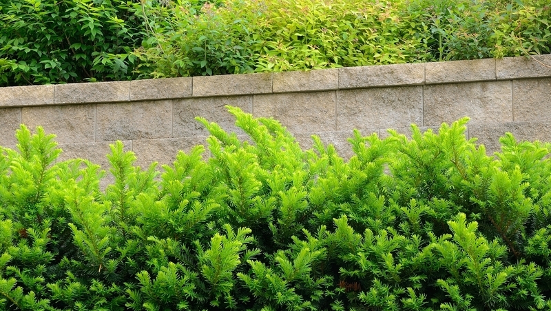 how to grow taxus 3