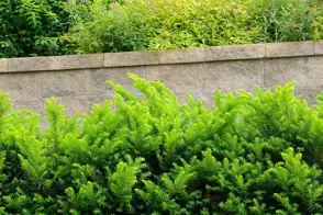 how to grow taxus 3