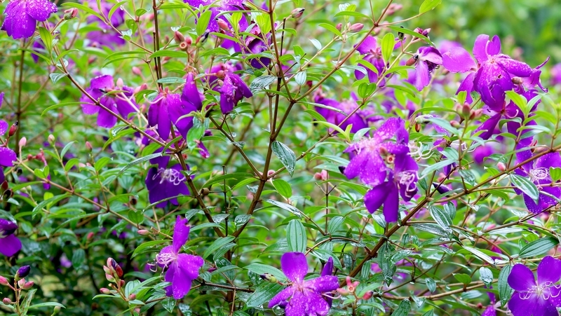 how to grow tibouchina 2