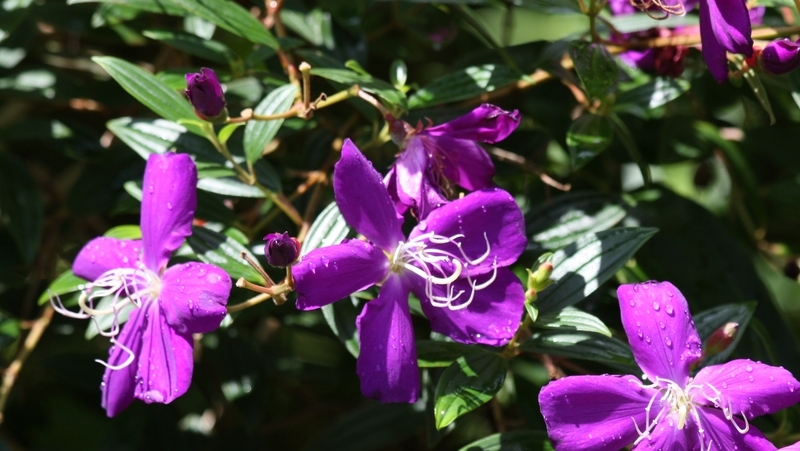 how to grow tibouchina 3