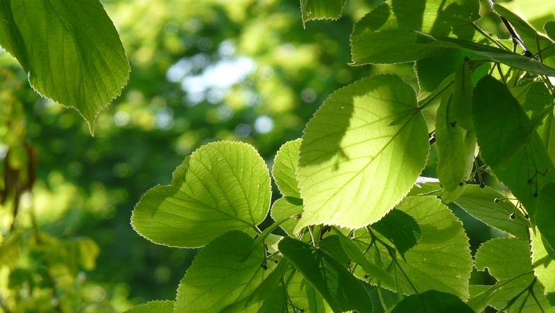 how to grow tilia 2