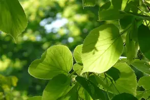 how to grow tilia 2