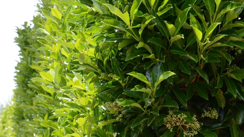 how to grow viburnum 3