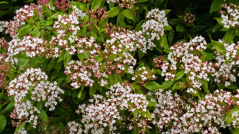 how to grow viburnum 2